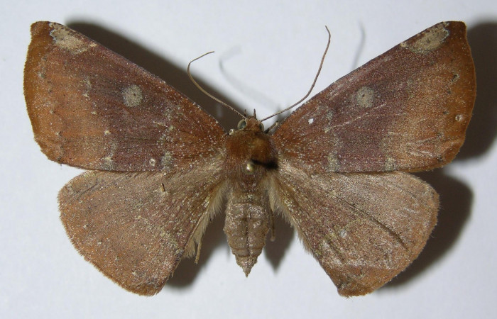 Fig. 28. Adulto <i>Herbita</i> amicariaDHJ01 (Geometridae), vista dorsal. Voucher: 03-SRNP-4437-DHJ324862.jpg