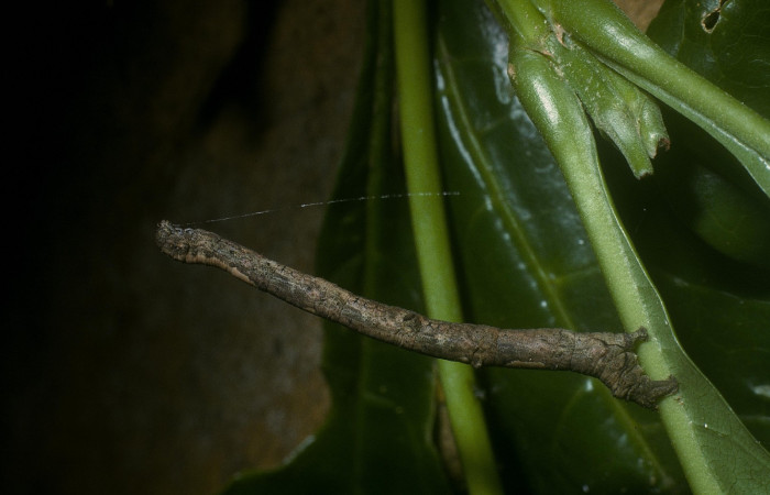 Fig. 3. Parte lateral de larva <i>Herbita lilacina</i> (Geometridae) donde se nota adherido a un hilo seda. Voucher: 05-SRNP-40700-DHJ89034.jpg
