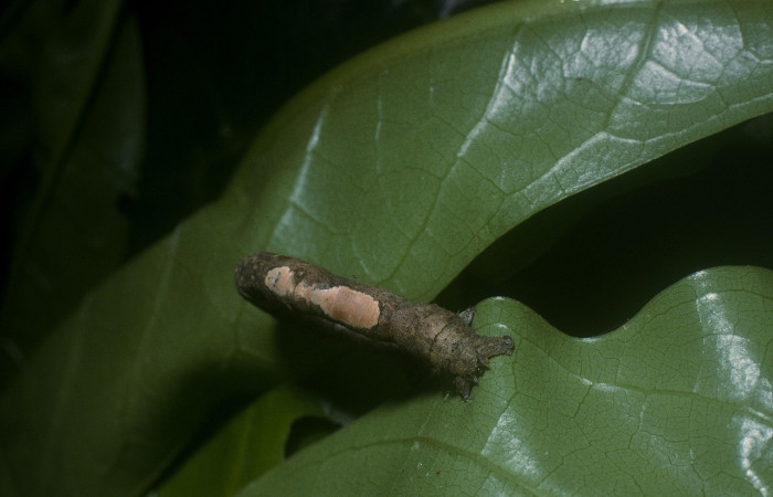 Fig. 4. Parte trasera dorsal de larva <i>Herbita lilacina</i> (Geometridae) aquí se nota las propatas y las manchas cremas. Voucher: 05-SRNP-40700- DHJ89038.jpg.