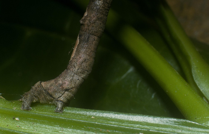 Fig. 1. Parte trasera de larva <i>Herbita lilacina</i> (Geometridae) donde se muestra las propatas traseras. Voucher: 05-SRNP-40700-DHJ89041.jpg