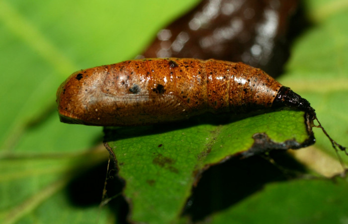 Fig. 17. Vista dorsal de pupa de <i>Herbita lilacina</i> (Geometridae). Voucher: 08- SRNP-31362-DHJ440277.JPG