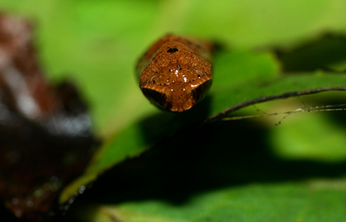 Fig. 18. Vista frontal de pupa de <i>Herbita lilacina</i> (Geometridae). Voucher: 08-SRNP-31362-DHJ440279.JPG