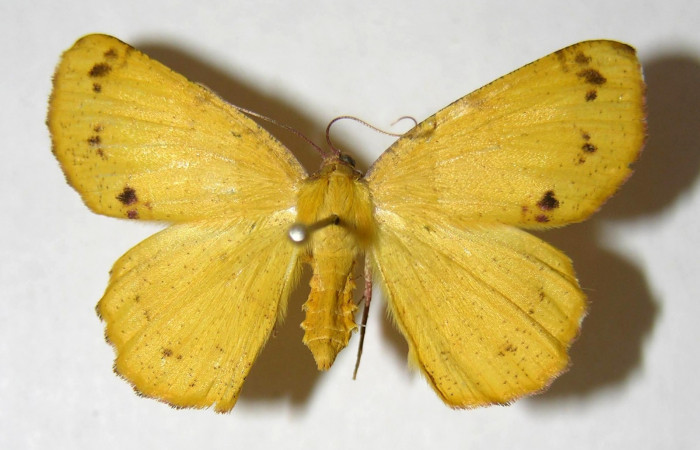 Fig. 22. Adulto <i>Herbita</i> Janzen01 (Geometridae), vista dorsal. Voucher: 83-SRNP-106-DHJ357368.jpg