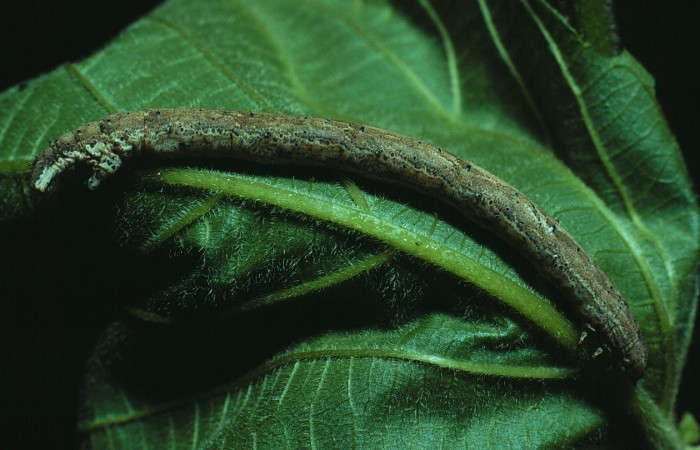 Fig. 7. Lateral de larva <i>Herbita</i> Janzen01 (Geometridae) en último estadio. Voucher: 83-SRNP-106-DHJ5088.jpg