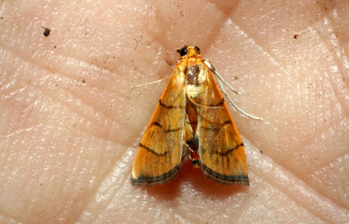 Figura 12. Adulto <i>Orphanostigma  haemorrhoidalis</i>, vista dorsal, (Crambidae).  (09-SRNP-44162-DHJ464930).