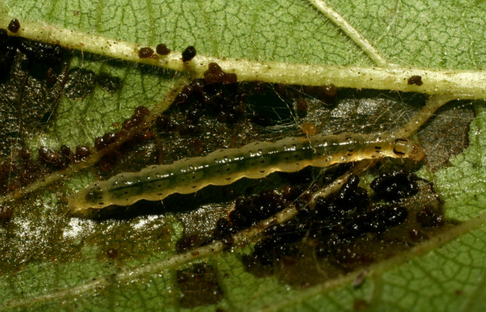 Figura 2. Detalle alimentación, <i>Orphanostigma  haemorrhoidalis</i> (Crambidae). (09-SRNP-73393-  DHJ465825).