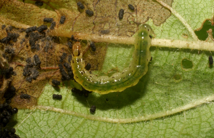 Figura 6. Detalle dorsal, <i>Orphanostigma  haemorrhoidalis</i>, PPU estadio,  (Crambidae). (10-SRNP-80188-DHJ474804).