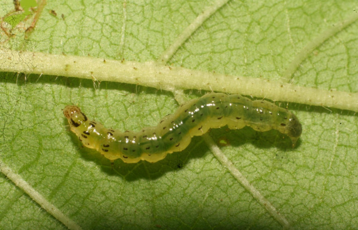 Figura 8. Detalle dorsal <i>Orphanostigma  haemorrhoidalis</i> (Crambidae). (10-SRNP-80188-  DHJ474806).