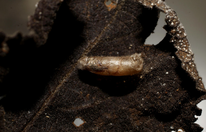 Figura 11. Detalle capullo <i>Eiphosoma</i>  maculicoxaDHJ05 de la familia Ichneumonidae,  parásito en larva <i>Orphanostigma haemorrhoidalis</i>  (Crambidae). (10-SRNP-81533-DHJ498443).