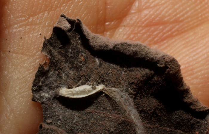 Figura 10. Detalle de capullo bracJanzen01  Janzen01 de la familia Braconidae, parásito en  larva <i>Orphanostigma haemorrhoidalis</i>  (Crambidae). (11-SRNP-5237-DHJ800637).