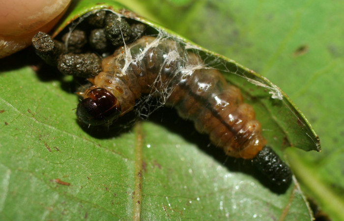 Figura 12. Larva <i>Dysodia</i> Janzen12 (Thyrididae), último estadío (U) vista dorsal, localidad Casa Roberto, Sector Pitilla ACG (520m). Voucher: 07-SRNP-32663-DHJ426910.jpg.