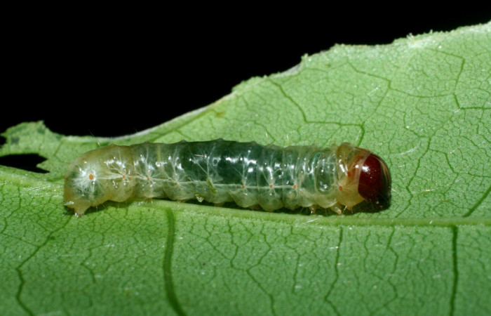 Figura 15. Larva <i>Dysodia spissicornis</i> (Thyrididae), último estadío (U) vista lateral, localidad Quebradona, Estación Biológica Quica, Sector Pitilla ACG (475m). Voucher: 09-SRNP-70977-DHJ457642.jpg.