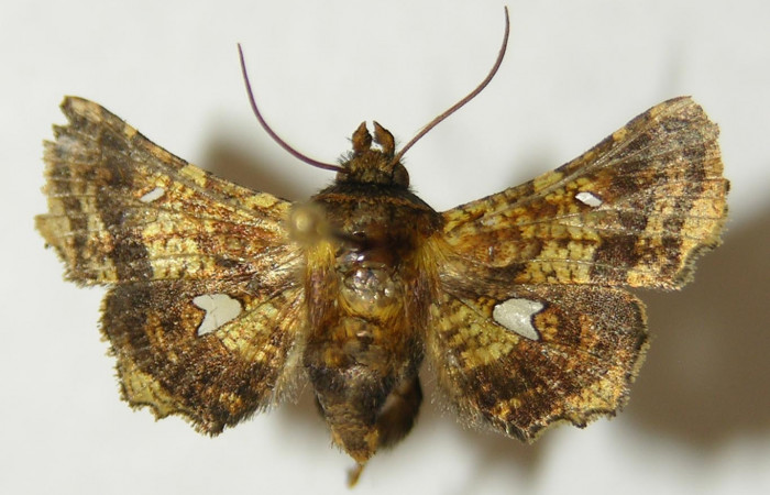 Figura 8. Adulto de <i>Dysodia</i> oculatanaDHJ01 (Thyrididae), vista dorsal, localidad Sendero Suspiro, Estación Biológica Quica, Sector Pitilla ACG (439m). Voucher: 10-SRNP-71126-DHJ534796.jpg.