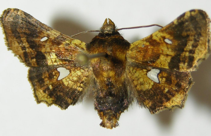 Figura 10. Adulto de <i>Dysodia</i> oculatanaDHJ01 (Thyrididae), vista dorsal, localidad Sendero Suspiro, Estación Biológica Quica, Sector Pitilla ACG (439m). Voucher: 10-SRNP-71128-DHJ534792.jpg.