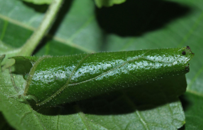 Figura 2. Habitat de <i>Dysodia</i> oculatanaDHJ01 (Thyrididae), localidad Medrano, Estación Biológica Quica, Sector Pitilla ACG (380m). Voucher: 14-SRNP-71684-DHJ723980.jpg.
