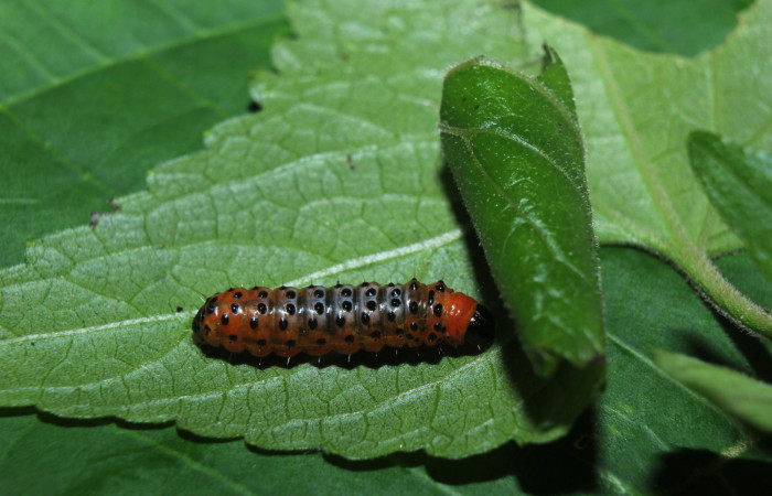 Figura 3. Larva <i>Dysodia</i> oculatanaDHJ01 (Thyrididae), penúltimo estadío (PU) vista dorsal, localidad Medrano, Estación Biológica Quica, Sector Pitilla ACG (380m). Voucher: 14-SRNP-71684-DHJ723985.jpg.