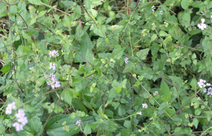 Figura 17. Planta hospedera de <i>Dysodia</i> oculatanaDHJ01 (Thyrididae), esta planta se llama <i>Ageratum conyzoides</i> (Asteraceae), localidad Estación Biológica Quica, Sector Pitilla ACG (470m), foto: Ricardo Calero 15 Febrero 2022.