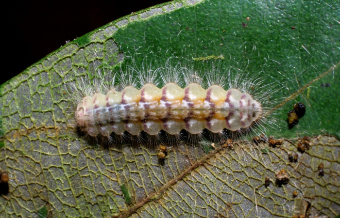 Figura 2. Larva en último estadio <i>Symmachia xypete</i>, (Riodinidae), alimentándose en <i>Myrcia splendens</i>, (Myrtaceae), posición dorsal, Sector Pitilla, Pasmompa (elevación 375 metros). 9 Noviembre 2005. (05-SRNP-34673-DHJ24451.jpg).
