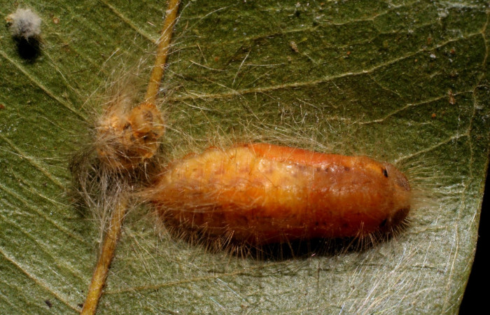 Figura 6. Pupa <i>Symmachia xypete</i>, (Riodinidae), posición dorsal, Sector Pitilla, Pasmompa, (elevación 440 metros). 27 febrero 2006, (06-SRNP-31049-DHJ425000.jpg)