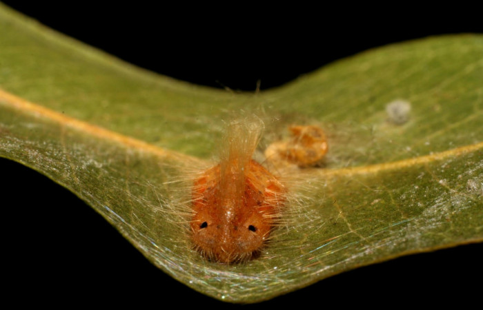 Figura 7. Pupa <i>Symmachia xypete</i>, (Riodinidae), posición frente, Sector Pitilla, Pasmompa, (elevación 440 metros). 27 febrero 2006, (06-SRNP-31049-DHJ425001.jpg).
