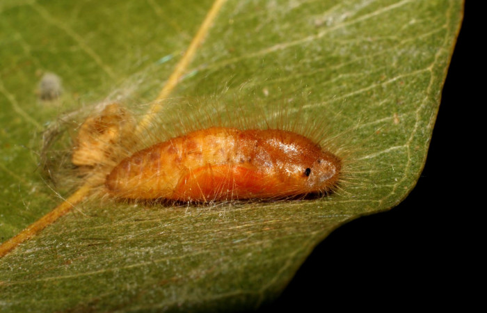 Figura 8. Pupa <i>Symmachia xypete</i>, (Riodinidae), posición lateral, Sector Pitilla, Pasmompa, (elevación 440 metros). 27 febrero 2006, (06-SRNP-31049-DHJ425002.jpg).