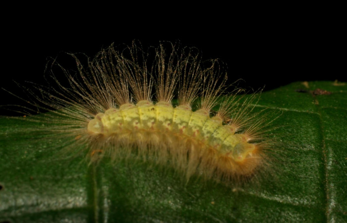Figura 14. Larva en último estadio <i>Symmachia tricolor</i>, (Riodinidae), alimentándose en <i>Conostegia xalapensis</i>, (Melastomataceae), posición dorsal, Sector Rincon Rain Forest, Vochysia, (elevación 320 metros). 16 Junio 2007. (07-SRNP-41813-DHJ422716.jpg).