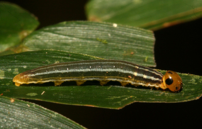 Fig. 6. Larva hespJanzen01 Janzen55 (Hesperiidae), la cabeza vista lateralmente se aprecia detalle de los círculos negros predominantes mas que los demás. Voucher: 10-SRNP-43776-DHJ478508.