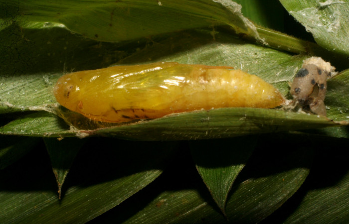 Fig. 10. Pupa de hespJanzen01 Janzen55 (Hesperiidae), vista lateral. Voucher: 10-SRNP-65160-DHJ479137.