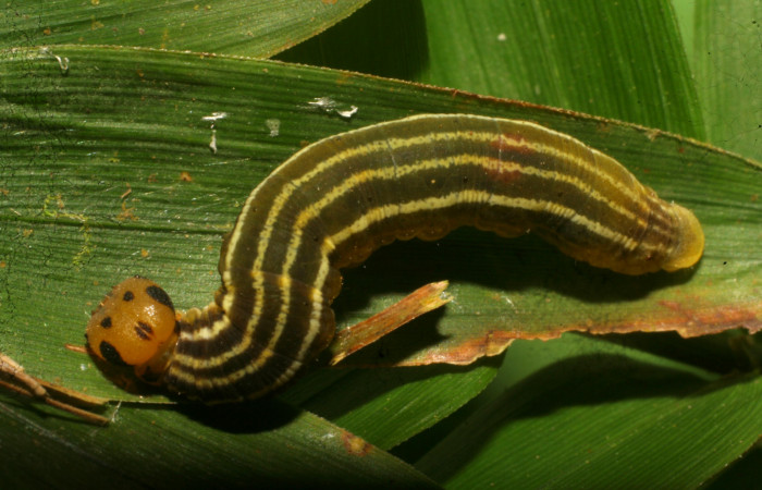 Fig. 5. Larva hespJanzen01 Janzen55 (Hesperiidae), detalles de manchas negras en su cabeza, cuerpo con líneas blancas y amarillo difuminado sobre su dorso. Voucher: 10-SRNP-68026-DHJ479178.