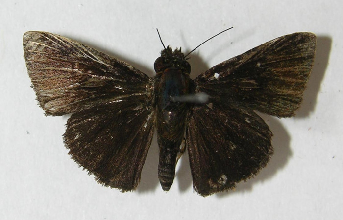 Fig. 12. Adulto de hespJanzen01 Janzen55 (Hesperiidae), vista dorsal. Voucher: 10-SRNP-73415-DHJ543076.