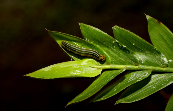 Fig. 4. Larva hespJanzen01 Janzen55 (Hesperiidae), el refugio de esta especie es ubicado al extremo de las hojas uniendo las hojas con seda. Voucher: 11-SRNP-30014-DHJ481175.