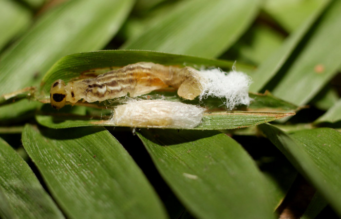 Fig. 8. Cadáver de larva de hespJanzen01 Janzen55 (Hesperiidae), y capullo de Braconidae. Voucher: 16-SRNP-65227-DHJ488269.