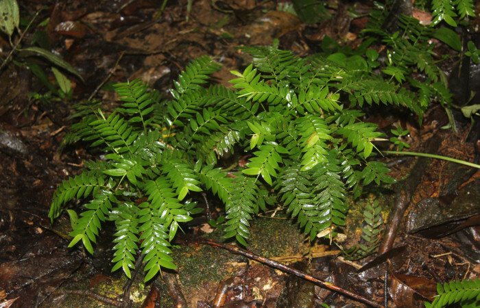 Fig. 2. <i>Cryptochloa concinna</i> (Poaceae), planta hospedera de larva hespJanzen01 Janzen55 (Hesperiidae). Foto. Duvalier Briceño, Sector Brasilia, Febrero 2022.