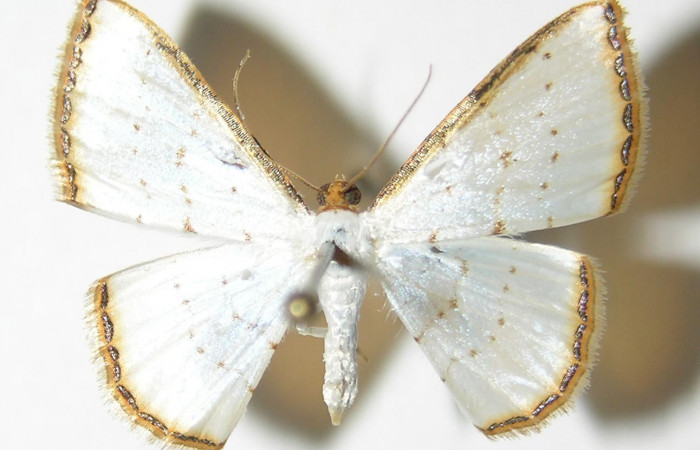 (Fig 3).<i>Leuciris</i> fimbriariaDHJ01,
vista dorsal (Macho) alas aviertas 21 mm
Voucher 04-SRNP-56547-DHJ326050