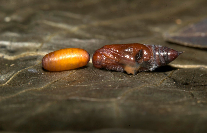 (Fig 17). Restos de pupa de la larva <i>Leuciris fimbriaria</i>, junto a pupario de mosca parásita de la familia (Tachinidae). Voucher 19-SRNP-30153-DHJ749315.jpg.