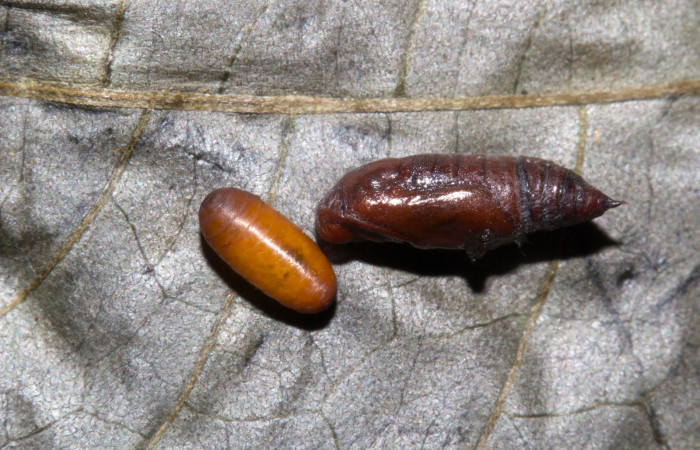(Fig 16). Restos de pupa de larva <i>Leuciris fimbriaria</i>, mide de largo 7 mm de largo, junto a pupario de mosca de la familia (Tachinidae). Voucher 19- SRNP-30153-DHJ749316.jpg.
