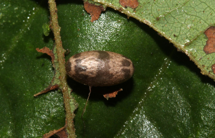 (Fig 18). Capullo de avispa de la familia (Ichneumonidae), parásito en larva, <i>Leuciris fimbriaria</i>, Voucher 19- SRNP-31891-DHJ766834.jpg.