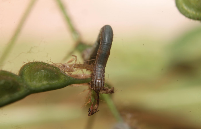 (Fig 7). Larva <i>Leuciris fimbriaria</i>, vista frontal penúltimo estadio.sendero palomo Estación Botarrama, mide 25 de largo.  
Voucher 19-SRNP-45008-DHJ719566.jpg