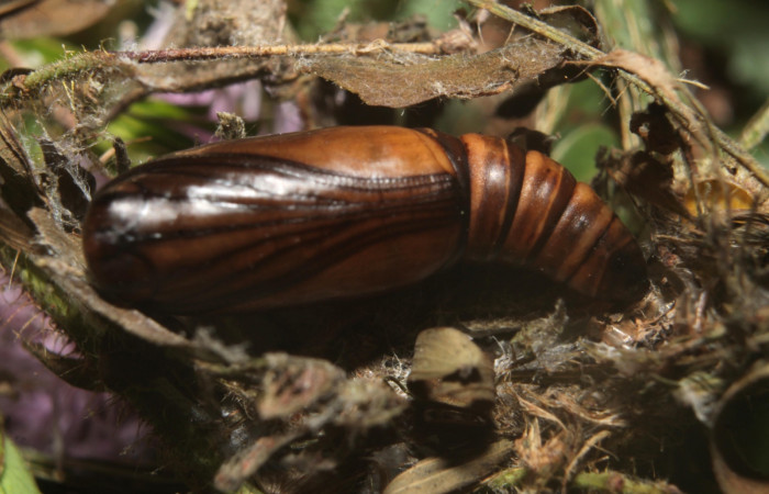 (Fig 14). Pupa de larva <i>Leuciris fimbriaria</i>, tamaño12 mm sobre hojarascas Estación Botarrama
Voucher 19-SRNP-45008-DHJ719651.jpg