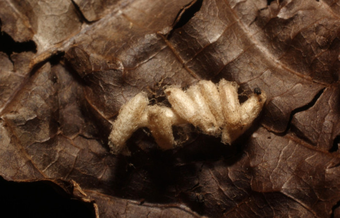 Figura 10. Capullos <i> Dolichogenidea</i>  Janzen11 (Braconidae), parásitos en la larva siculoJanzen01 biolep03, en la planta <i>Alchornea latifolia</i> (Euphorbiaceae). (12-SRNP-43137-DHJ804240.jpg).