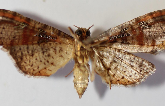 Figura 13. Adulto de siculoJanzen01 biolep03 (Crambidae), posición vista ventral. (13-SRNP-44064-DHJ588583).