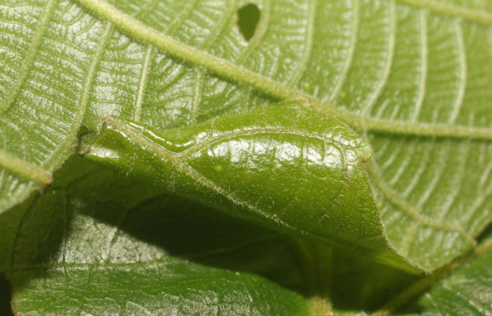 Figura 1. Habitad de la larva siculoJanzen01 biolep03, (Crambidae), en la planta <i>Conceveiba pleiostemona</i> (Euphorbiaceae). Sector Rincon Rain Forest, Flecha, (elevación 491 metros). Colectada 18 setiembre 2018. (18-SRNP-80758-DHJ715522.jpg).