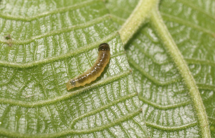 Figura 2. Dorsal entero siculoJanzen01 biolep03, (Crambidae), en la planta <i>Conceveiba pleiostemona</i> (Euphorbiaceae). Sector Rincon Rain Forest, Flecha, (elevación 491 metros). Colectada 18 setiembre 2018. (18-SRNP-80758-DHJ715525.jpg).