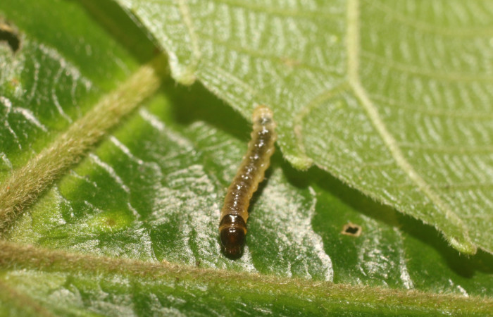 Figura 3. Cabeza siculoJanzen01 biolep03, (Crambidae), en la planta <i>Conceveiba pleiostemona</i> (Euphorbiaceae). Sector Rincon Rain Forest, Flecha, (elevación 491 metros). Colectada 18 setiembre 2018. (18-SRNP-80758-DHJ715524.jpg).