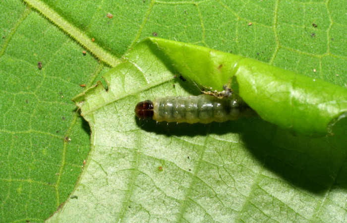 Figura 4 Cabeza siculoJanzen01 biolep03, (Crambidae), en la planta <i>Conceveiba pleiostemona</i> (Euphorbiaceae). Sector Pitilla, Pasmompa, (elevación 440 metros). Colectada 21 noviembre 2005. (05-SRNP-34879-DHJ420519.jpg).