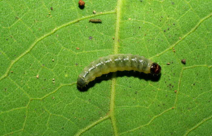 Figura 5 Dorsal entero siculoJanzen01 biolep03, (Crambidae), en la planta <i>Conceveiba pleiostemona</i> (Euphorbiaceae). Sector Pitilla, Pasmompa, (elevación 440 metros). Colectada 21 noviembre 2005. (05-SRNP-34879-DHJ420520.jpg).