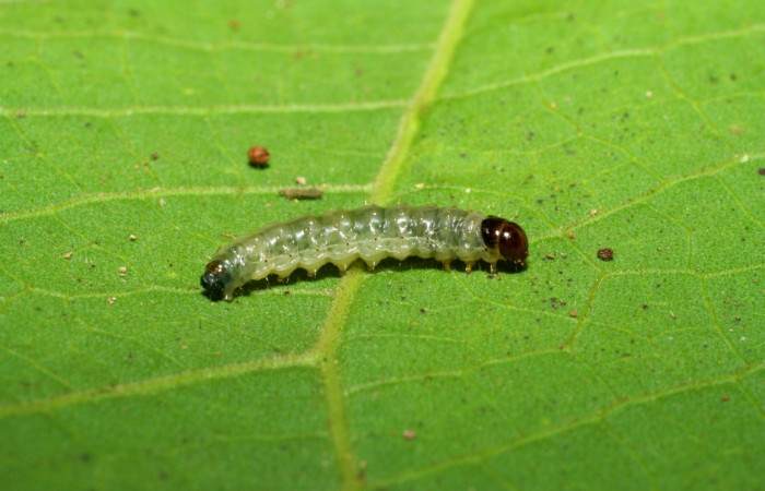 Figura 6 Lateral entero siculoJanzen01 biolep03, (Crambidae), en la planta <i>Conceveiba pleiostemona</i> (Euphorbiaceae). Sector Pitilla, Pasmompa, (elevación 440 metros). Colectada 21 noviembre 2005. (05-SRNP-34879-DHJ420521.jpg).