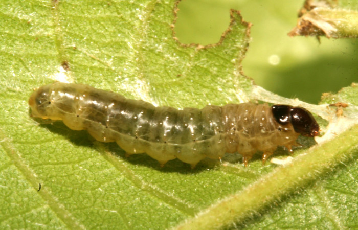 Figura 8 Lateral entero siculoJanzen01 biolep03, (Crambidae), en la planta <i>Conceveiba pleiostemona</i> (Euphorbiaceae). Sector Rincon Rain Forest, Camino Porvenir, (elevación 383 metros). Colectada 3 mayo 2011. (11-SRNP-42104-DHJ483178.jpg).