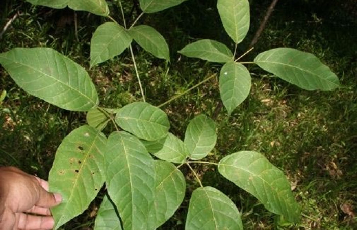 Figura 18. Tabebuia rosea (Bignoniaceae), planta hospedera de Automeris hamaca. Foto Jorge Hernandez. Estación Leiva