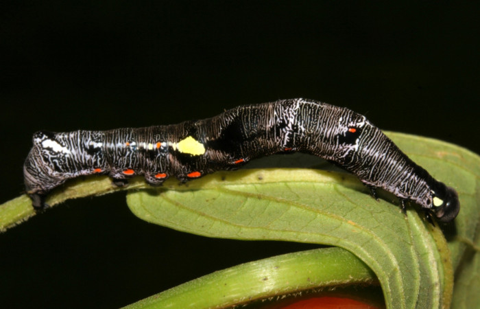  Larva en posición lateral de <i>Gonodonta fernandezi</i> (Erebidae), PU estadio. Sector San Cristóbal, Sendero Huerta. Voucher 08-SRNP-6141-DHJ448756.jpg.